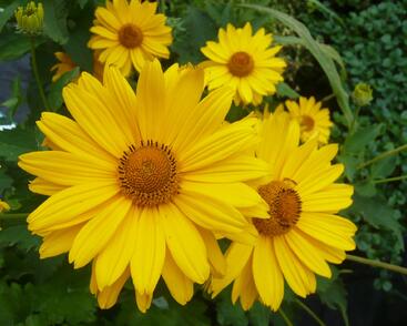 Janeba drsná 'Venus'