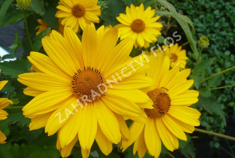 Janeba drsná 'Venus' - Heliopsis helianthoides 'Venus'
