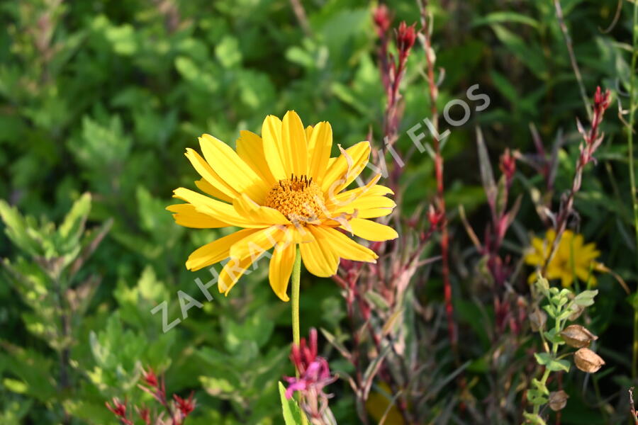 Janeba drsná 'Venus' - Heliopsis helianthoides 'Venus'