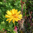 Janeba drsná 'Venus' - Heliopsis helianthoides 'Venus'