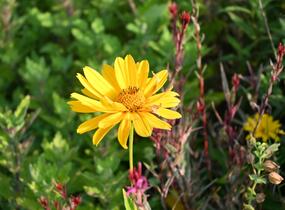 Janeba drsná 'Venus' - Heliopsis helianthoides 'Venus'