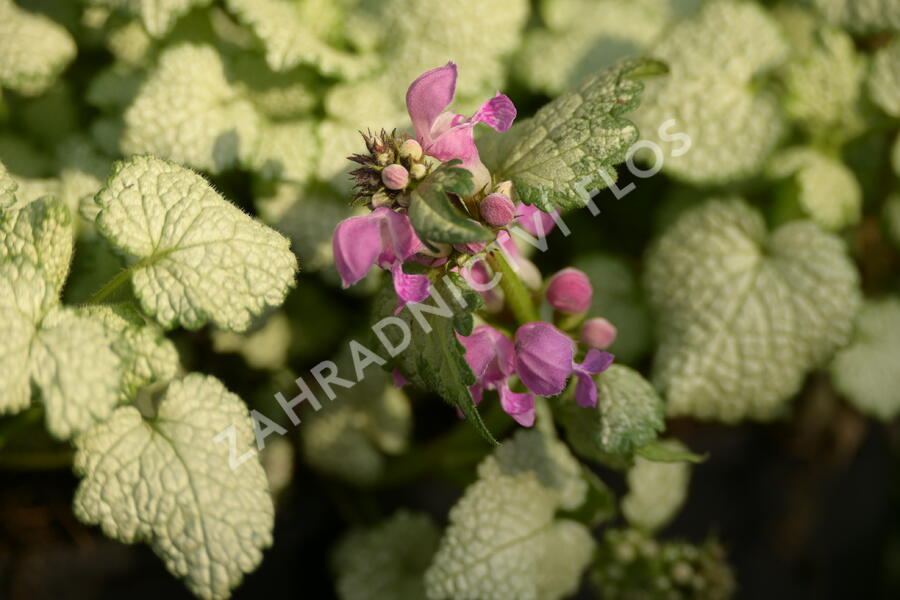 Hluchavka skvrnitá 'Red Nancy' - Lamium maculatum 'Red Nancy'
