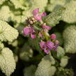 Hluchavka skvrnitá 'Red Nancy' - Lamium maculatum 'Red Nancy'