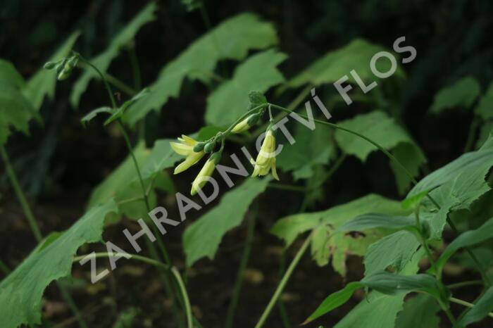 Kirengešoma - Kirengeshoma koreana