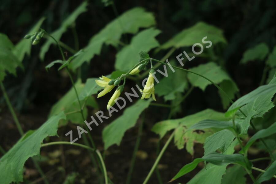 Kirengešoma - Kirengeshoma koreana