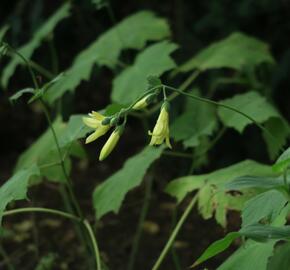 Kirengešoma - Kirengeshoma koreana