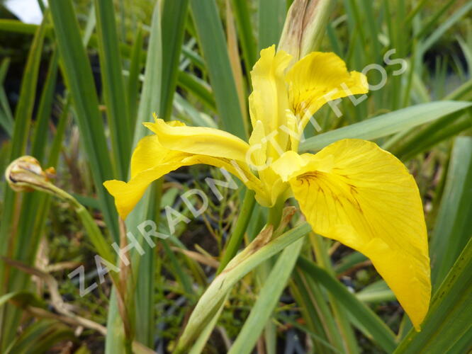 Kosatec žlutý - Iris pseudacorus
