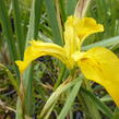Kosatec žlutý - Iris pseudacorus