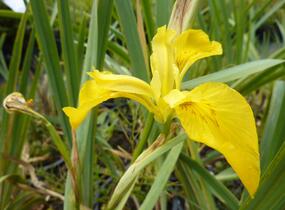 Kosatec žlutý - Iris pseudacorus