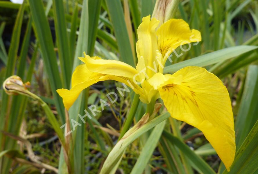 Kosatec žlutý - Iris pseudacorus