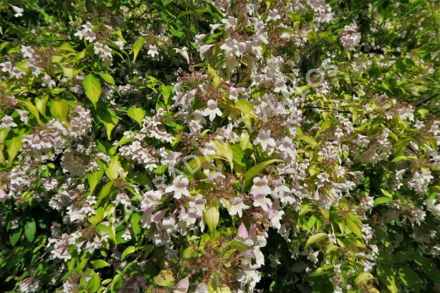 Kolkvície krásná 'Maradco' - Kolkwitzia amabilis 'Maradco'