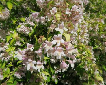 Kolkvície krásná 'Maradco'