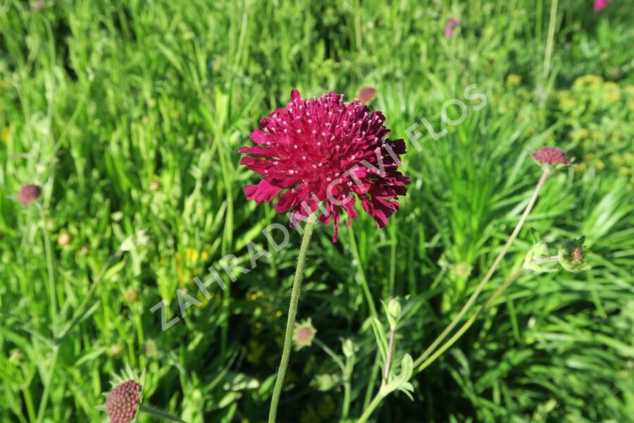 Chrastavec 'Mars Midget' - Knautia macedonica 'Mars Midget'