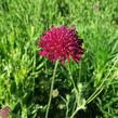 Chrastavec 'Mars Midget' - Knautia macedonica 'Mars Midget'