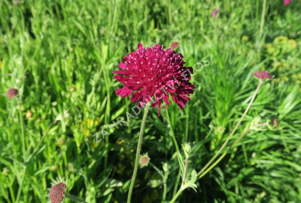Chrastavec 'Mars Midget' - Knautia macedonica 'Mars Midget'