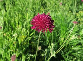 Chrastavec 'Mars Midget' - Knautia macedonica 'Mars Midget'