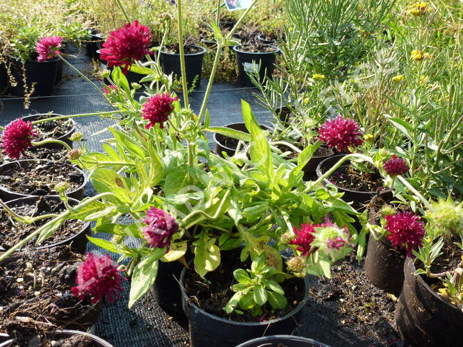 Chrastavec 'Mars Midget' - Knautia macedonica 'Mars Midget'