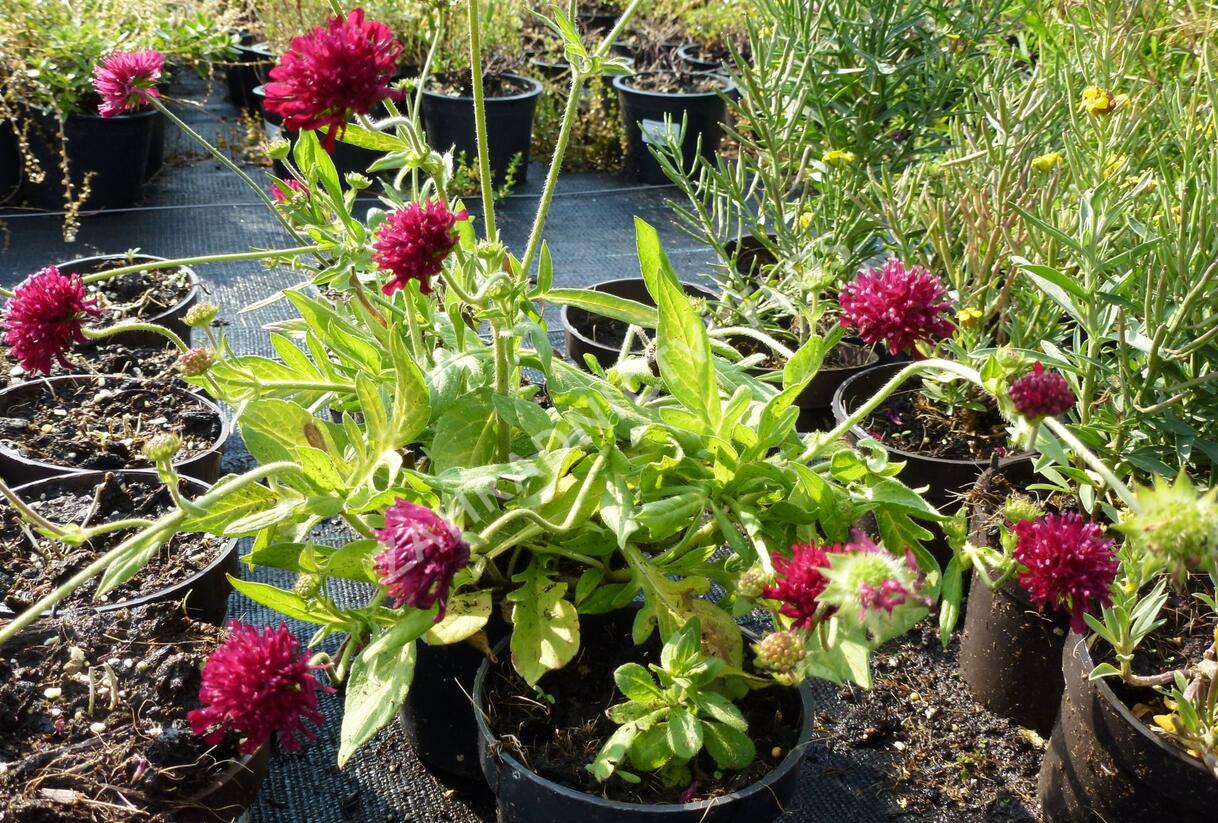 Chrastavec 'Mars Midget' - Knautia macedonica 'Mars Midget'