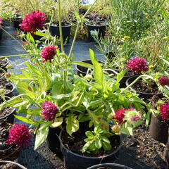 Chrastavec 'Mars Midget' - Knautia macedonica 'Mars Midget'