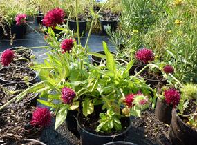 Chrastavec 'Mars Midget' - Knautia macedonica 'Mars Midget'