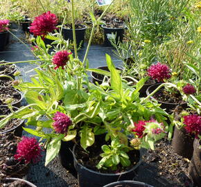 Chrastavec 'Mars Midget' - Knautia macedonica 'Mars Midget'