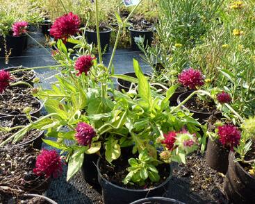 Chrastavec 'Mars Midget'