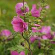 Slézovec 'Bredon Springs' - Lavatera olbia 'Bredon Springs'