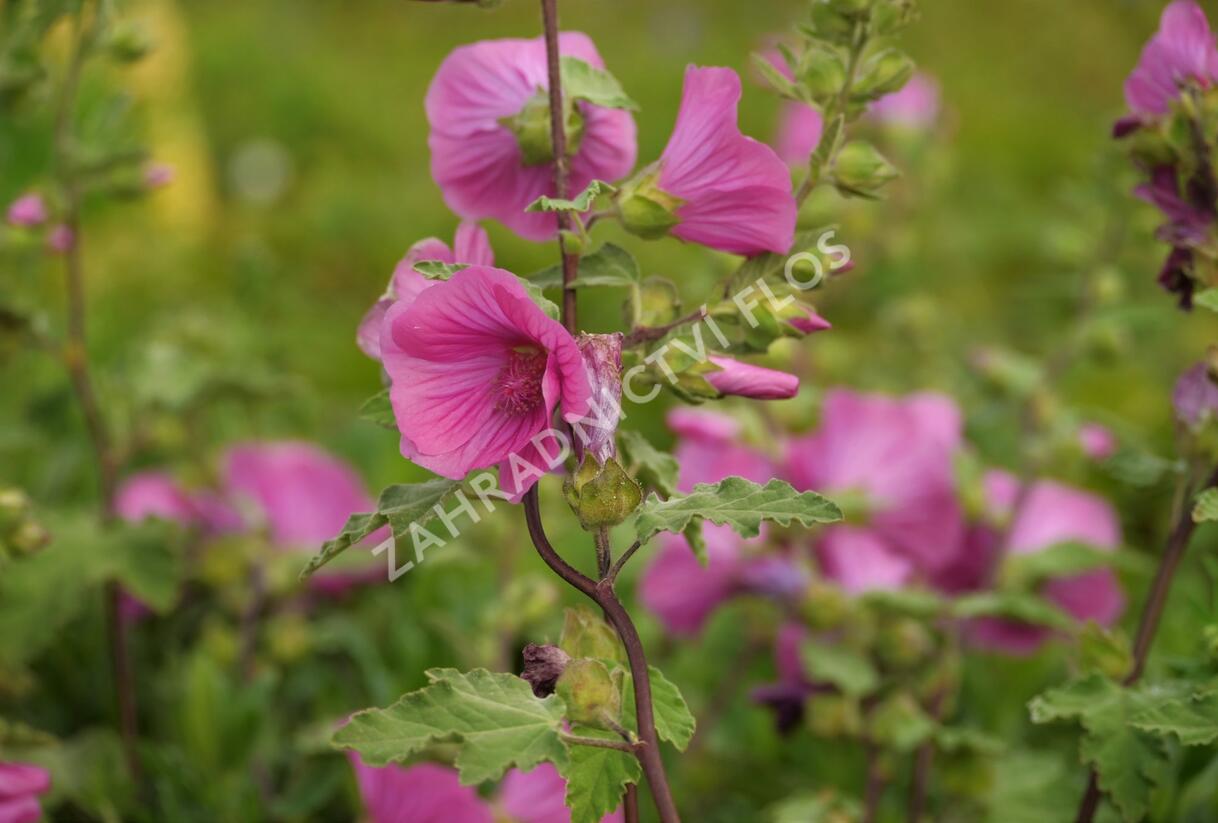 Slézovec 'Bredon Springs' - Lavatera olbia 'Bredon Springs'