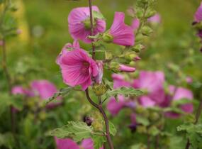 Slézovec 'Bredon Springs' - Lavatera olbia 'Bredon Springs'