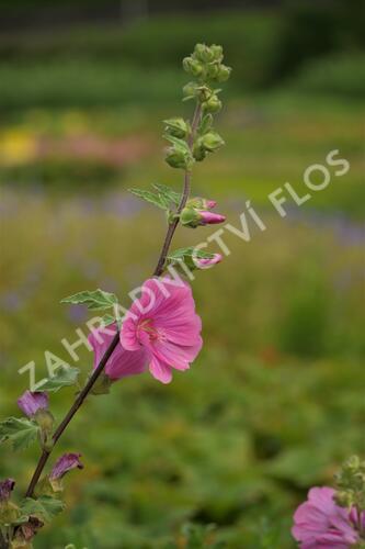 Slézovec 'Bredon Springs' - Lavatera olbia 'Bredon Springs'