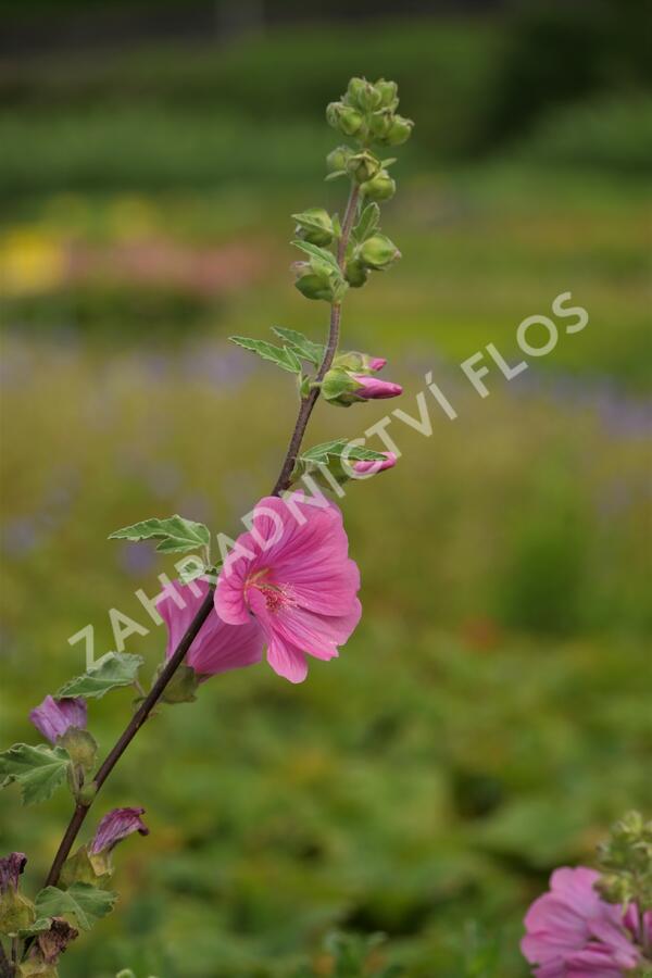 Slézovec 'Bredon Springs' - Lavatera olbia 'Bredon Springs'