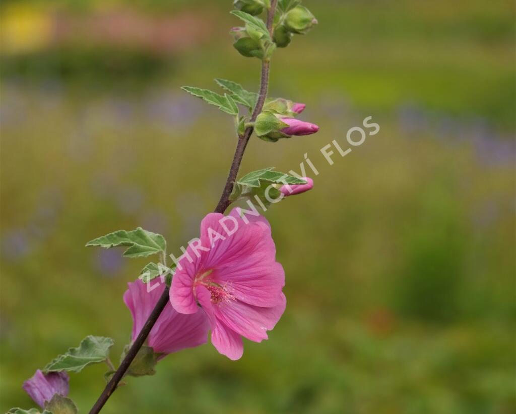 Slézovec 'Bredon Springs' - Lavatera olbia 'Bredon Springs'