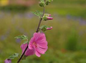 Slézovec 'Bredon Springs' - Lavatera olbia 'Bredon Springs'