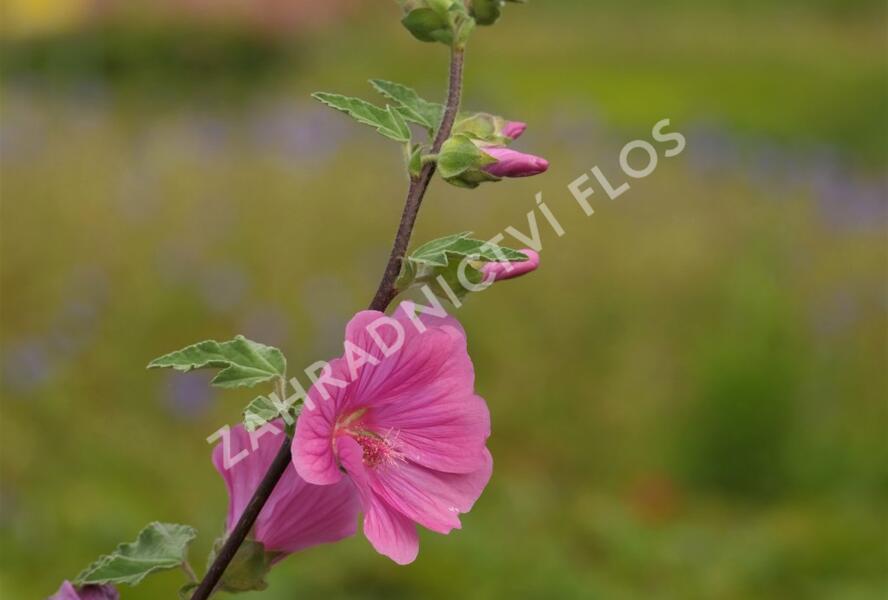 Slézovec 'Bredon Springs' - Lavatera olbia 'Bredon Springs'