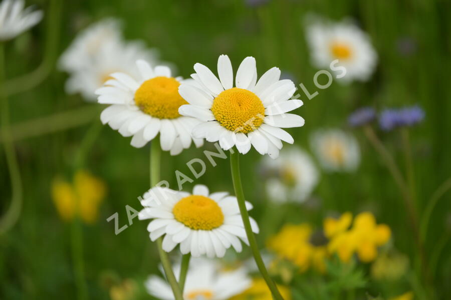 Kopretina irkutská - Leucanthemum ircutianum