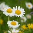 Kopretina irkutská - Leucanthemum ircutianum