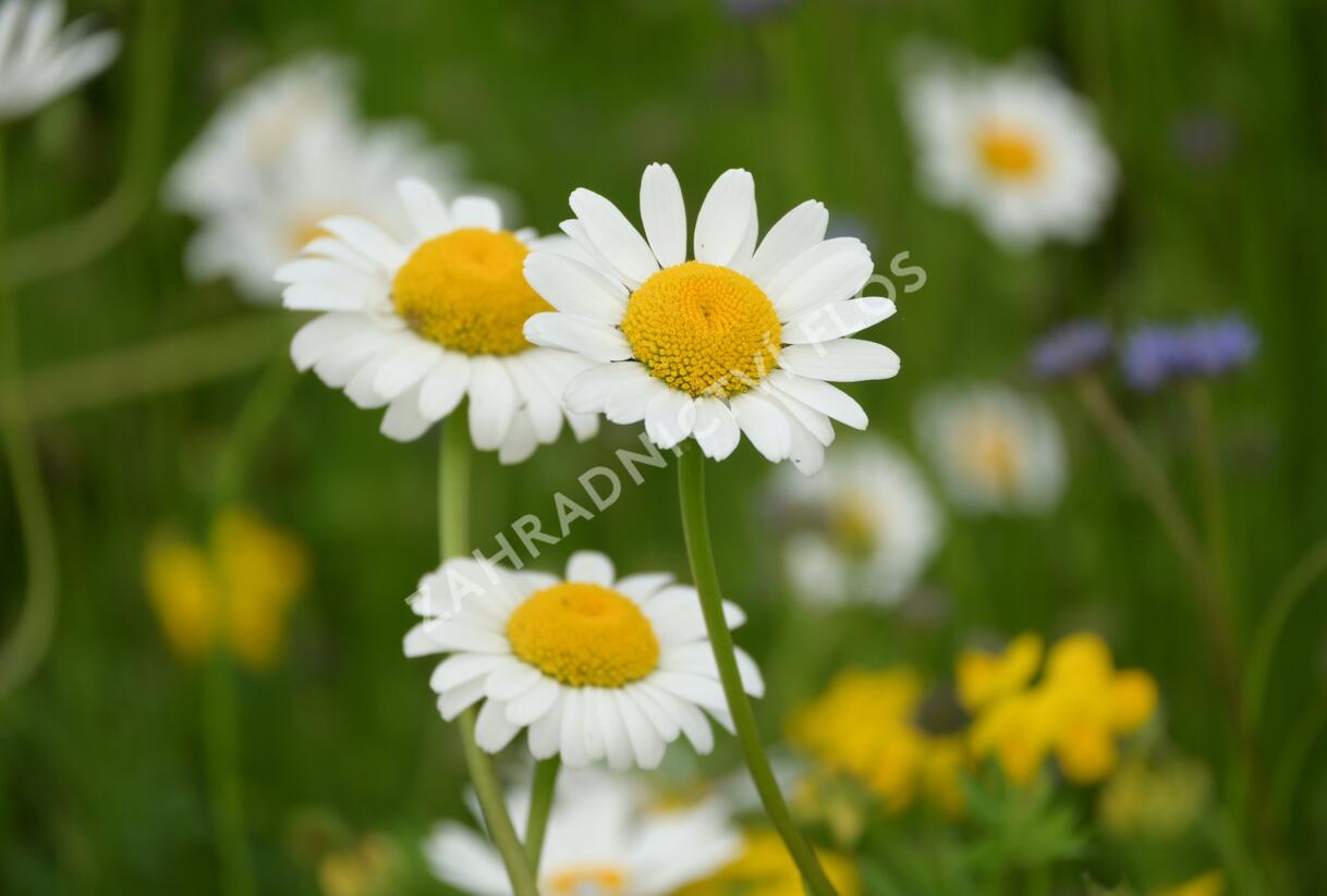 Kopretina irkutská - Leucanthemum ircutianum