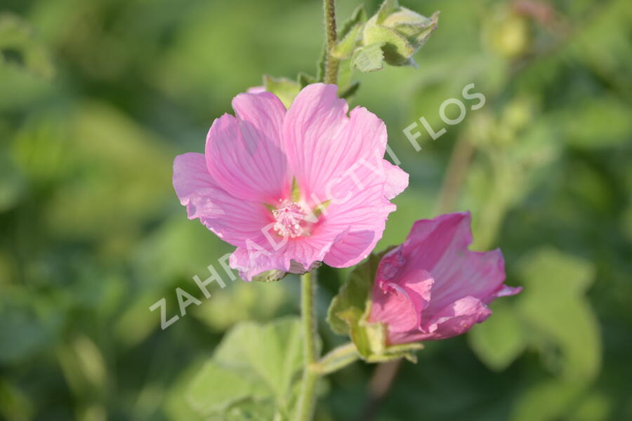 Slézovec 'Candy Floss' - Lavatera olbia 'Candy Floss'