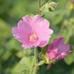 Slézovec 'Candy Floss' - Lavatera olbia 'Candy Floss'