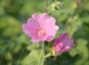 Slézovec 'Candy Floss' - Lavatera olbia 'Candy Floss'
