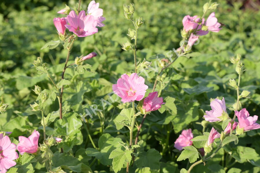 Slézovec 'Candy Floss' - Lavatera olbia 'Candy Floss'