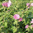 Slézovec 'Candy Floss' - Lavatera olbia 'Candy Floss'