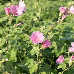 Slézovec 'Candy Floss' - Lavatera olbia 'Candy Floss'
