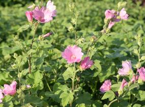 Slézovec 'Candy Floss' - Lavatera olbia 'Candy Floss'
