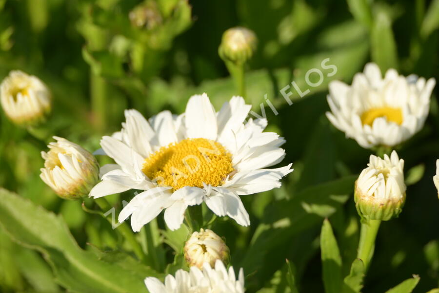 Kopretina největší 'Madonna' - Leucanthemum maximum 'Madonna'