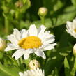 Kopretina největší 'Madonna' - Leucanthemum maximum 'Madonna'