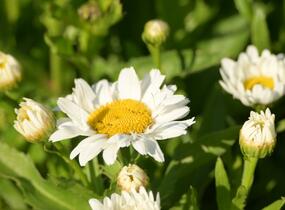 Kopretina největší 'Madonna' - Leucanthemum maximum 'Madonna'