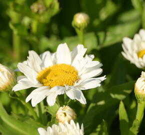 Kopretina největší 'Madonna' - Leucanthemum maximum 'Madonna'