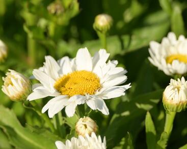 Kopretina největší 'Madonna'