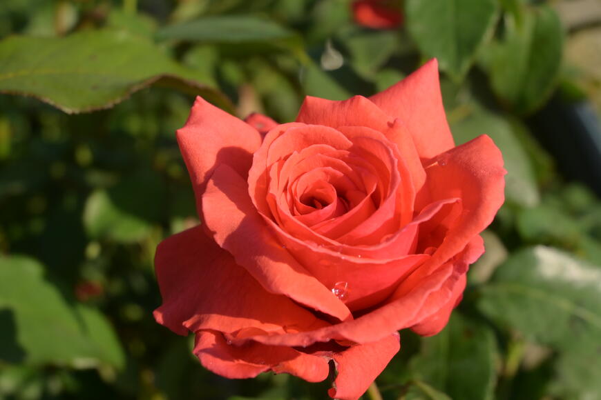 Rosa VK 'Duftwolke' 03